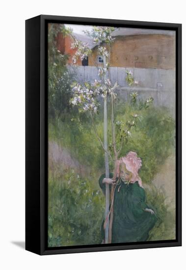 Apple Blossom (Appelblom), 1894-Carl Larsson-Framed Premier Image Canvas