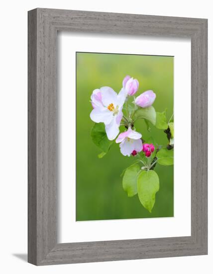 Apple Blossom, Buds, Medium Close-Up, Apple-Tree, Tree, Fork, Spring, Fruit-Tree, Pink, Pink-Herbert Kehrer-Framed Photographic Print