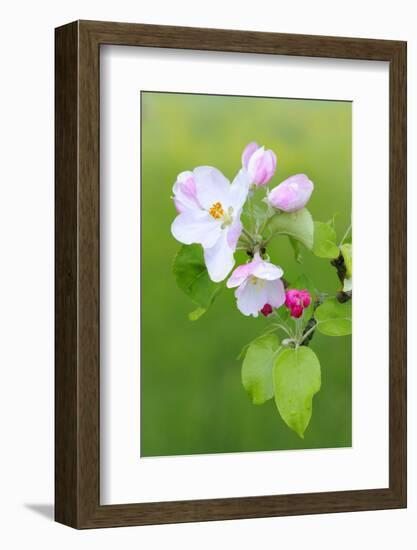 Apple Blossom, Buds, Medium Close-Up, Apple-Tree, Tree, Fork, Spring, Fruit-Tree, Pink, Pink-Herbert Kehrer-Framed Photographic Print