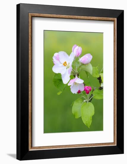 Apple Blossom, Buds, Medium Close-Up, Apple-Tree, Tree, Fork, Spring, Fruit-Tree, Pink, Pink-Herbert Kehrer-Framed Photographic Print