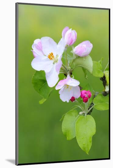 Apple Blossom, Buds, Medium Close-Up, Apple-Tree, Tree, Fork, Spring, Fruit-Tree, Pink, Pink-Herbert Kehrer-Mounted Photographic Print