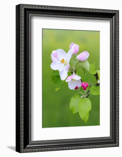 Apple Blossom, Buds, Medium Close-Up, Apple-Tree, Tree, Fork, Spring, Fruit-Tree, Pink, Pink-Herbert Kehrer-Framed Photographic Print