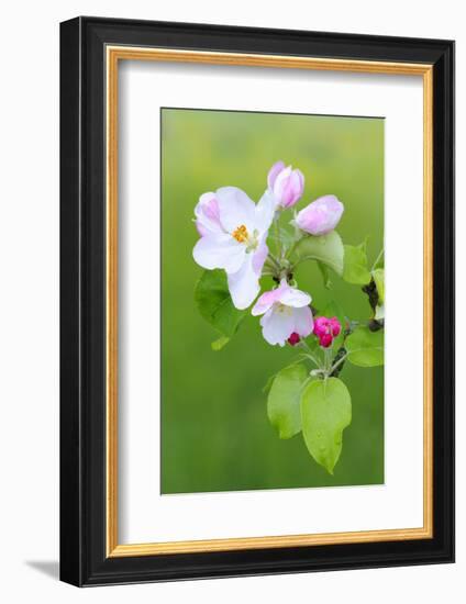 Apple Blossom, Buds, Medium Close-Up, Apple-Tree, Tree, Fork, Spring, Fruit-Tree, Pink, Pink-Herbert Kehrer-Framed Photographic Print