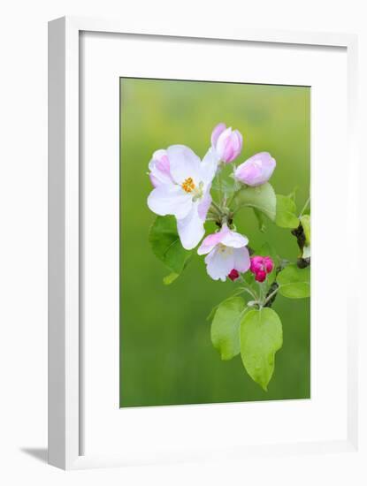 Apple Blossom, Buds, Medium Close-Up, Apple-Tree, Tree, Fork, Spring, Fruit-Tree, Pink, Pink-Herbert Kehrer-Framed Photographic Print