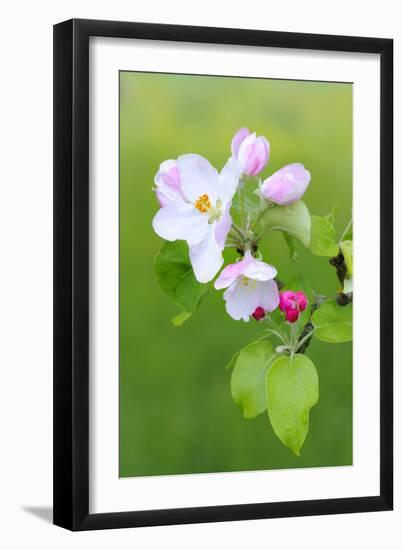 Apple Blossom, Buds, Medium Close-Up, Apple-Tree, Tree, Fork, Spring, Fruit-Tree, Pink, Pink-Herbert Kehrer-Framed Photographic Print