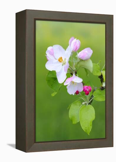 Apple Blossom, Buds, Medium Close-Up, Apple-Tree, Tree, Fork, Spring, Fruit-Tree, Pink, Pink-Herbert Kehrer-Framed Premier Image Canvas