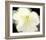 Apple Blossom Flower-Irena Orlov-Framed Art Print