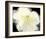 Apple Blossom Flower-Irena Orlov-Framed Art Print