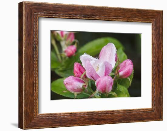 Apple blossom, Malus domesticus, close-up-Waldemar Langolf-Framed Photographic Print