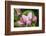 Apple blossom, Malus domesticus, close-up-Waldemar Langolf-Framed Photographic Print