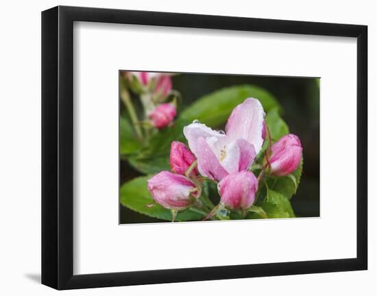 Apple blossom, Malus domesticus, close-up-Waldemar Langolf-Framed Photographic Print