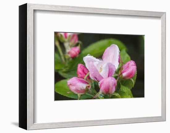 Apple blossom, Malus domesticus, close-up-Waldemar Langolf-Framed Photographic Print