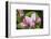 Apple blossom, Malus domesticus, close-up-Waldemar Langolf-Framed Photographic Print