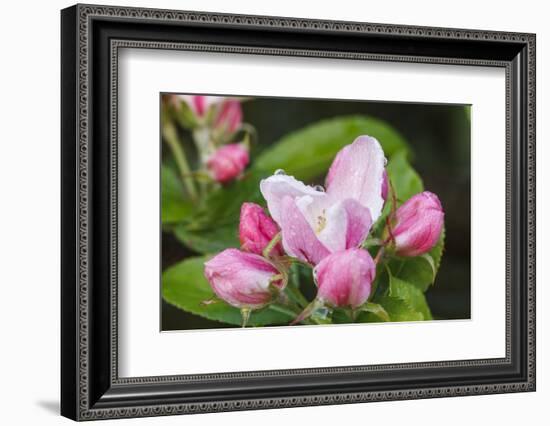 Apple blossom, Malus domesticus, close-up-Waldemar Langolf-Framed Photographic Print