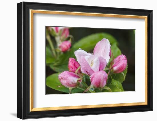 Apple blossom, Malus domesticus, close-up-Waldemar Langolf-Framed Photographic Print