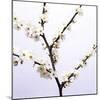 Apple Blossom (Malus Sp.)-Johnny Greig-Mounted Premium Photographic Print