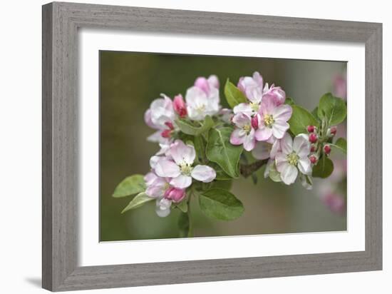 Apple Blossom (Malus X Domestica)-Dr. Keith Wheeler-Framed Photographic Print