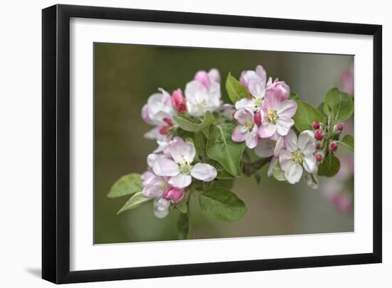 Apple Blossom (Malus X Domestica)-Dr. Keith Wheeler-Framed Photographic Print