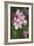 Apple Blossom (Malus X Domestica)-Dr. Keith Wheeler-Framed Photographic Print