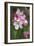 Apple Blossom (Malus X Domestica)-Dr. Keith Wheeler-Framed Photographic Print