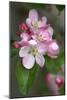 Apple Blossom (Malus X Domestica)-Dr. Keith Wheeler-Mounted Photographic Print