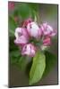 Apple Blossom (Malus X Domestica)-Dr. Keith Wheeler-Mounted Photographic Print