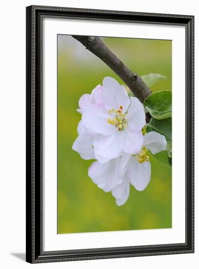 Apple Blossom, Medium Close-Up, Apple-Tree, Tree, Spring-Herbert Kehrer-Framed Photographic Print