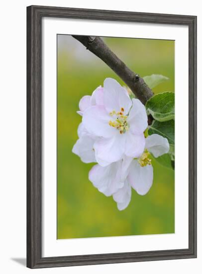 Apple Blossom, Medium Close-Up, Apple-Tree, Tree, Spring-Herbert Kehrer-Framed Photographic Print