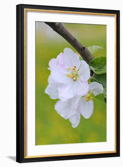 Apple Blossom, Medium Close-Up, Apple-Tree, Tree, Spring-Herbert Kehrer-Framed Photographic Print