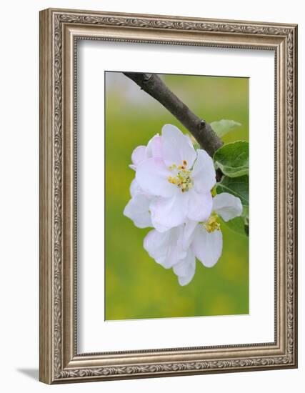 Apple Blossom, Medium Close-Up, Apple-Tree, Tree, Spring-Herbert Kehrer-Framed Photographic Print