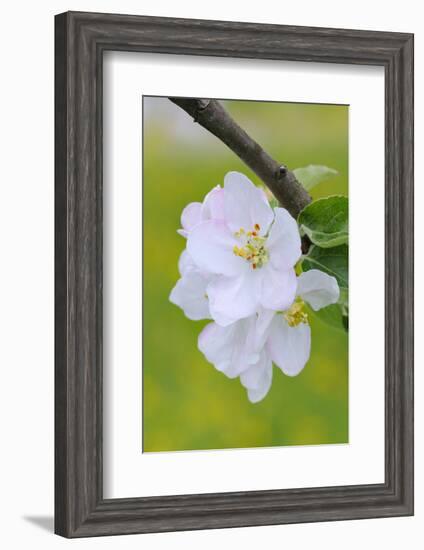 Apple Blossom, Medium Close-Up, Apple-Tree, Tree, Spring-Herbert Kehrer-Framed Photographic Print