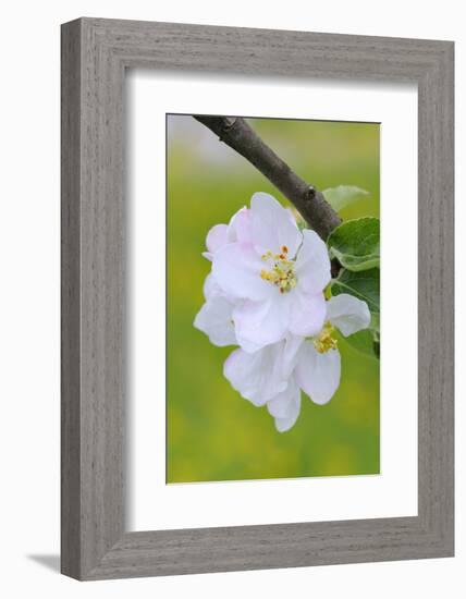 Apple Blossom, Medium Close-Up, Apple-Tree, Tree, Spring-Herbert Kehrer-Framed Photographic Print