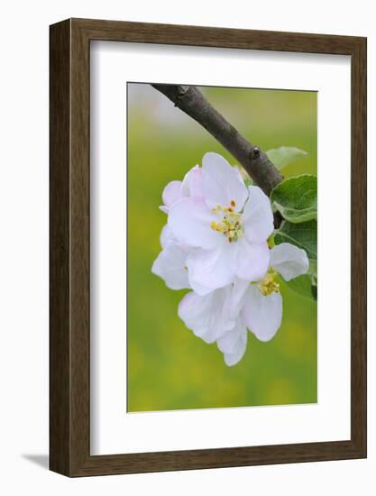 Apple Blossom, Medium Close-Up, Apple-Tree, Tree, Spring-Herbert Kehrer-Framed Photographic Print