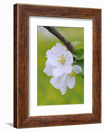 Apple Blossom, Medium Close-Up, Apple-Tree, Tree, Spring-Herbert Kehrer-Framed Photographic Print