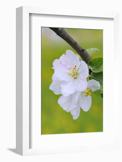 Apple Blossom, Medium Close-Up, Apple-Tree, Tree, Spring-Herbert Kehrer-Framed Photographic Print