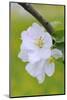 Apple Blossom, Medium Close-Up, Apple-Tree, Tree, Spring-Herbert Kehrer-Mounted Photographic Print