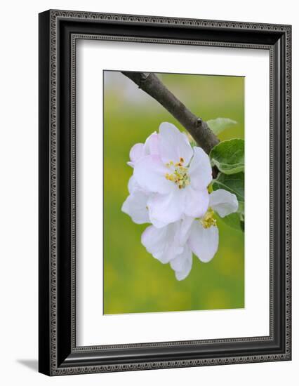 Apple Blossom, Medium Close-Up, Apple-Tree, Tree, Spring-Herbert Kehrer-Framed Photographic Print