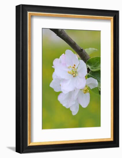 Apple Blossom, Medium Close-Up, Apple-Tree, Tree, Spring-Herbert Kehrer-Framed Photographic Print