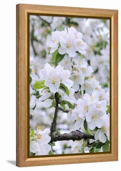 Apple Blossom, Medium Close-Up, Apple-Tree, Tree, Spring-Herbert Kehrer-Framed Premier Image Canvas