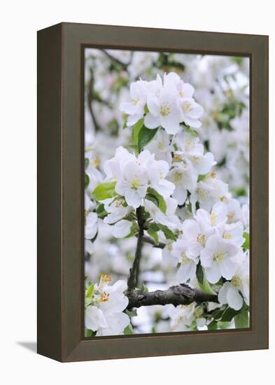 Apple Blossom, Medium Close-Up, Apple-Tree, Tree, Spring-Herbert Kehrer-Framed Premier Image Canvas