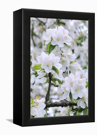 Apple Blossom, Medium Close-Up, Apple-Tree, Tree, Spring-Herbert Kehrer-Framed Premier Image Canvas