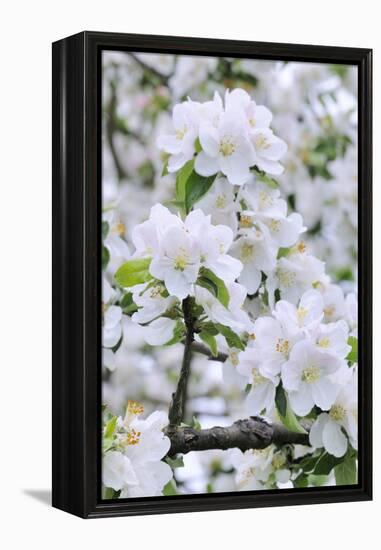 Apple Blossom, Medium Close-Up, Apple-Tree, Tree, Spring-Herbert Kehrer-Framed Premier Image Canvas