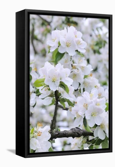 Apple Blossom, Medium Close-Up, Apple-Tree, Tree, Spring-Herbert Kehrer-Framed Premier Image Canvas