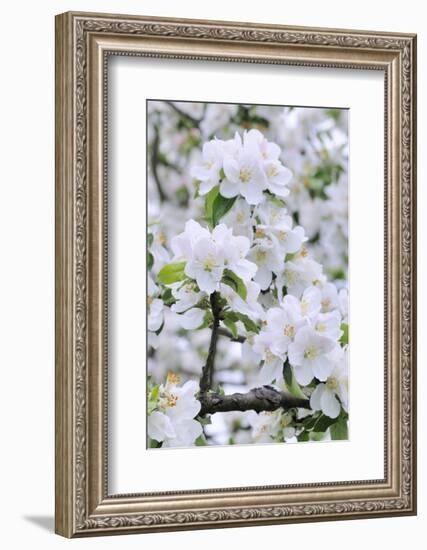 Apple Blossom, Medium Close-Up, Apple-Tree, Tree, Spring-Herbert Kehrer-Framed Photographic Print