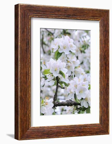 Apple Blossom, Medium Close-Up, Apple-Tree, Tree, Spring-Herbert Kehrer-Framed Photographic Print