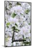 Apple Blossom, Medium Close-Up, Apple-Tree, Tree, Spring-Herbert Kehrer-Mounted Photographic Print