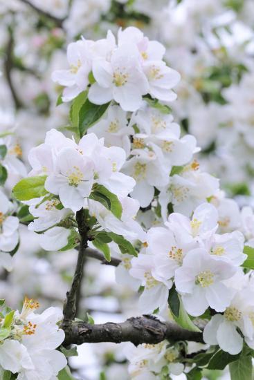 Apple Blossom Medium Close Up Apple Tree Tree Spring Photographic Print Herbert Kehrer Art Com Apple Blossom Medium Close Up Apple Tree Tree Spring Photographic Print Herbert Kehrer Art Com