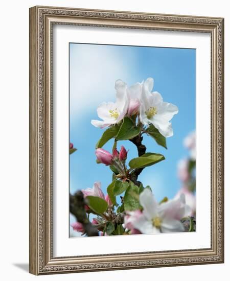 Apple Blossom on the Tree-Chris Schäfer-Framed Photographic Print