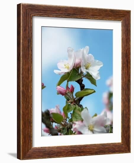 Apple Blossom on the Tree-Chris Schäfer-Framed Photographic Print