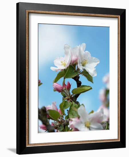 Apple Blossom on the Tree-Chris Schäfer-Framed Photographic Print